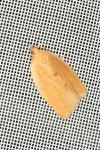 Clepsis consimilana
