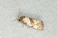 Neocochylis molliculana