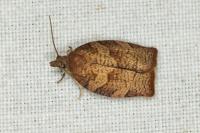 Pandemis heparana