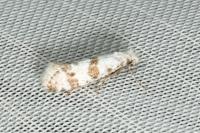 Scythropia crataegella