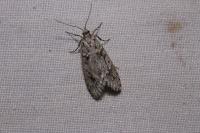 Diurnea fagella