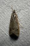 Diurnea fagella
