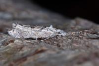 Ypsolopha asperella