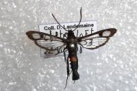 Synanthedon myopaeformis