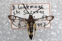 Synanthedon vespiformis