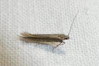 Oxypteryx parahelotella