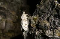 Diurnea fagella