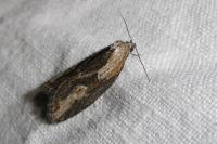 Doloploca punctulana