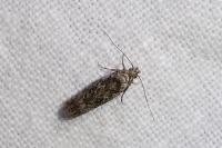 Carpatolechia decorella