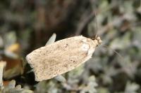 Agonopterix scopariella