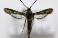 Pyropteron meriaeforme