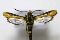 Bembecia uroceriformis
