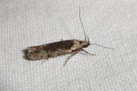 Carpatolechia decorella