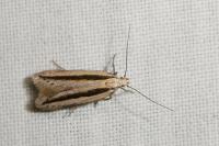 Mirificarma interrupta