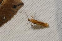 Caloptilia