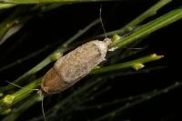 Agonopterix scopariella