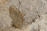 Alucita hexadactyla/bidentata