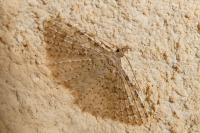 Alucita hexadactyla/bidentata
