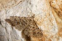 Alucita cymatodactyla