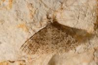 Alucita hexadactyla/bidentata