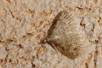 Alucita hexadactyla/bidentata
