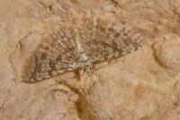 Alucita cancellata