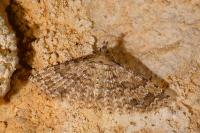 Alucita cymatodactyla