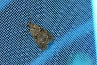 Diurnea fagella