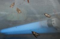 Tortricodes alternella