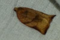 Archips podana