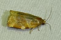 Archips xylosteana