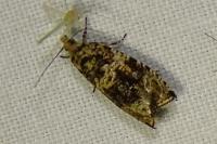 Celypha lacunana
