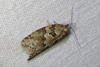 Cnephasia