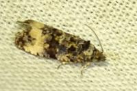 Endothenia