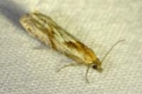 Eucosma
