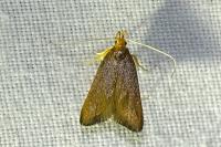 Eurodachtha pallicornella