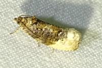 Hedya nubiferana