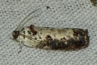 Hedya salicella