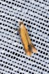 Coptotriche marginea