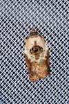 Acleris variegana