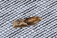 Ancylis comptana