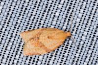 Clepsis consimilana