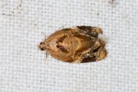Ditula angustiorana