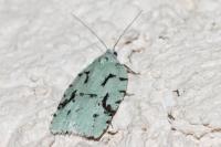Acleris literana