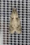 Diurnea fagella