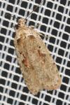 Agonopterix ocellana
