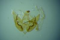 Depressaria albipunctella