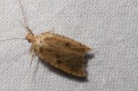 Agonopterix subpropinquella
