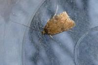 Agonopterix purpurea