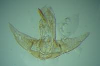 Agonopterix purpurea